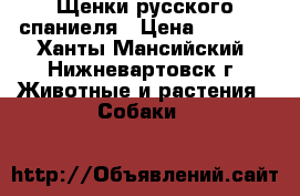 Щенки русского спаниеля › Цена ­ 1 000 - Ханты-Мансийский, Нижневартовск г. Животные и растения » Собаки   
